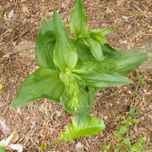 Photographie n°2309581 du taxon Epipactis helleborine (L.) Crantz [1769]