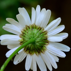 Photographie n°2309600 du taxon Leucanthemum vulgare Lam. [1779]