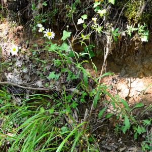 Photographie n°2309602 du taxon Leucanthemum vulgare Lam. [1779]