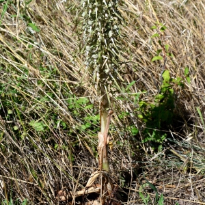 Photographie n°2309612 du taxon Himantoglossum hircinum (L.) Spreng. [1826]