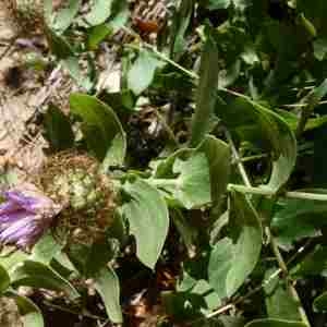 Photographie n°2309661 du taxon Centaurea pectinata L. [1763]