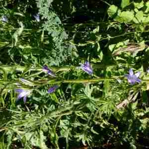 Photographie n°2309720 du taxon Campanula rapunculus L. [1753]