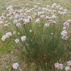 Photographie n°2309741 du taxon Armeria arenaria (Pers.) Schult.