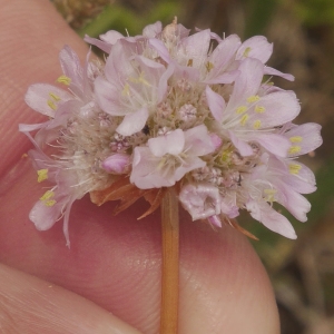 Photographie n°2309748 du taxon Armeria arenaria (Pers.) Schult.