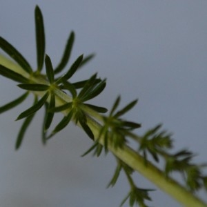 Photographie n°2309754 du taxon Galium verum L. [1753]