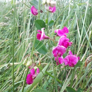 Photographie n°2309767 du taxon Lathyrus tuberosus L. [1753]