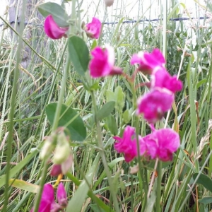 Photographie n°2309768 du taxon Lathyrus tuberosus L. [1753]