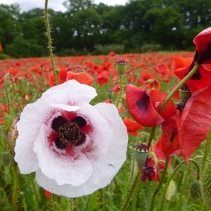 Photographie n°2309771 du taxon Papaver rhoeas L.