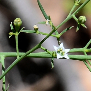 Photographie n°2309772 du taxon Thesium humifusum DC. [1815]