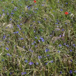 Photographie n°2309783 du taxon Cyanus segetum Hill [1762]