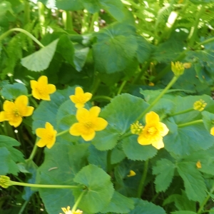 Photographie n°2309806 du taxon Caltha palustris L. [1753]