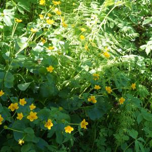 Photographie n°2309807 du taxon Caltha palustris L. [1753]