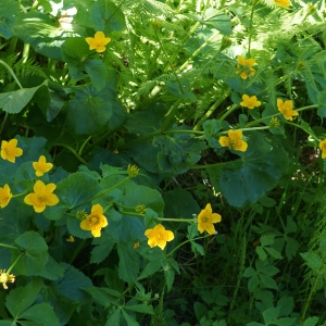 Photographie n°2309811 du taxon Caltha palustris L. [1753]