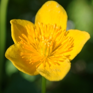 Photographie n°2309812 du taxon Caltha palustris L. [1753]