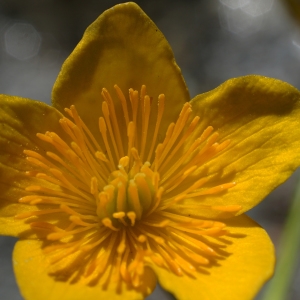 Photographie n°2309813 du taxon Caltha palustris L. [1753]