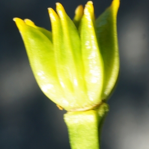 Photographie n°2309818 du taxon Caltha palustris L. [1753]