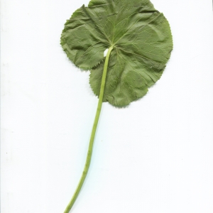 Photographie n°2309820 du taxon Caltha palustris L. [1753]