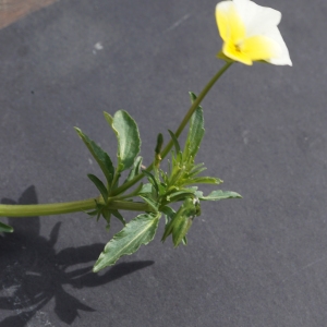 Photographie n°2309834 du taxon Viola tricolor L. [1753]
