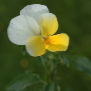 Photographie n°2309836 du taxon Viola tricolor L. [1753]