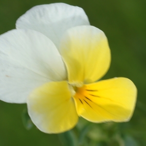 Photographie n°2309837 du taxon Viola tricolor L. [1753]