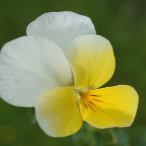 Photographie n°2309838 du taxon Viola tricolor L. [1753]