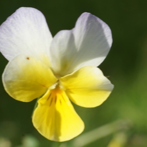 Photographie n°2309841 du taxon Viola tricolor L. [1753]