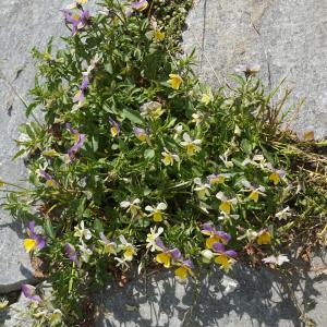 Photographie n°2309842 du taxon Viola tricolor L. [1753]