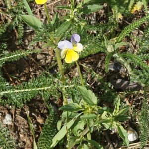 Photographie n°2309846 du taxon Viola tricolor L. [1753]
