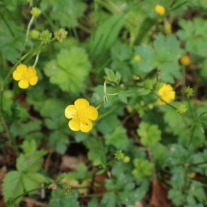 Photographie n°2309850 du taxon Ranunculus repens L. [1753]