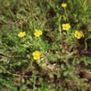 Photographie n°2309853 du taxon Ranunculus repens L. [1753]