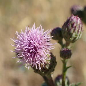 Photographie n°2309858 du taxon Cirsium arvense (L.) Scop. [1772]