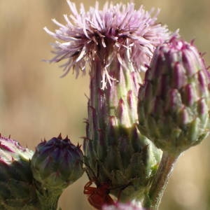 Photographie n°2309859 du taxon Cirsium arvense (L.) Scop. [1772]