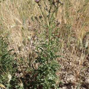 Photographie n°2309860 du taxon Cirsium arvense (L.) Scop. [1772]