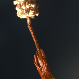 Photographie n°2309934 du taxon Equisetum sylvaticum L. [1753]