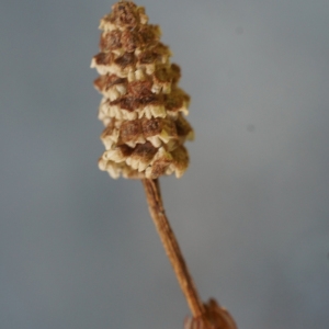 Photographie n°2309937 du taxon Equisetum sylvaticum L. [1753]