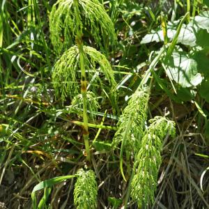 Photographie n°2309943 du taxon Equisetum sylvaticum L. [1753]