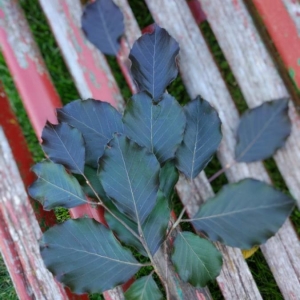 Photographie n°2309981 du taxon Fagus sylvatica L. [1753]