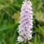  Eric GARDARIN - Dactylorhiza maculata (L.) Soó