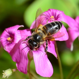 Photographie n°2310022 du taxon Oxalis articulata Savigny [1798]