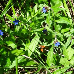 Photographie n°2310035 du taxon Buglossoides purpurocaerulea (L.) I.M.Johnst. [1954]