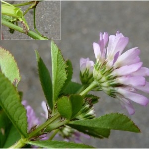 Photographie n°2310080 du taxon Trifolium resupinatum var. majus Boiss. [1872]