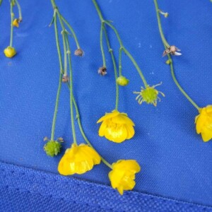 Photographie n°2310128 du taxon Ranunculus acris L. [1753]