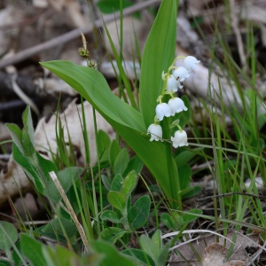 Photographie n°2310140 du taxon Convallaria majalis L. [1753]