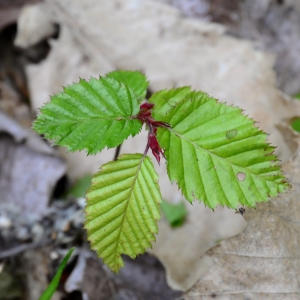 Photographie n°2310147 du taxon Carpinus betulus L. [1753]