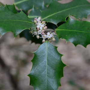 Photographie n°2310151 du taxon Ilex aquifolium L. [1753]