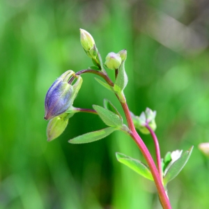 Photographie n°2310180 du taxon Aquilegia vulgaris L. [1753]