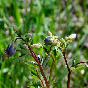 Photographie n°2310181 du taxon Aquilegia vulgaris L. [1753]