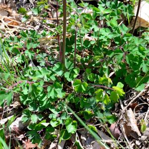 Photographie n°2310182 du taxon Aquilegia vulgaris L. [1753]