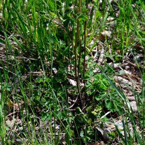 Photographie n°2310183 du taxon Aquilegia vulgaris L. [1753]