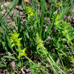 Photographie n°2310197 du taxon Cruciata laevipes Opiz [1852]